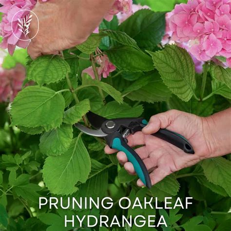 How to Prune Oakleaf Hydrangea: A Guide to Beautiful Blooms - Ames Farm ...