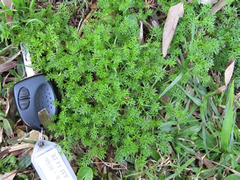 Soliva sessilis (Bindi Weed, Field Burweed, Lawn Burweed, Spurweed ...