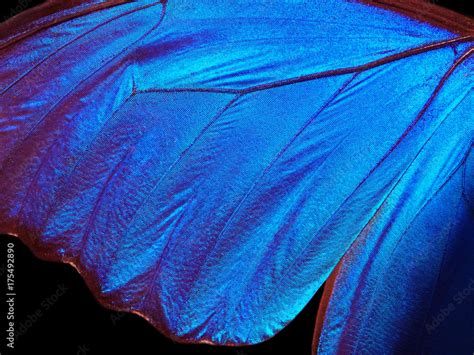 Wings of a butterfly Morpho texture background. Morpho butterfly Stock ...