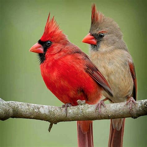 Pin by ZOHR AMAZIGHYA on AMOUREUX SUR LA PLANÈTE | Cardinal birds ...