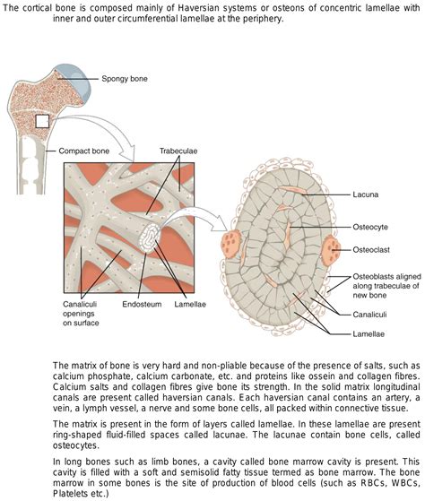 Collection 101+ Pictures Concentric Lamellae Within An Osteon Are Connected By Lacunae. Full HD ...