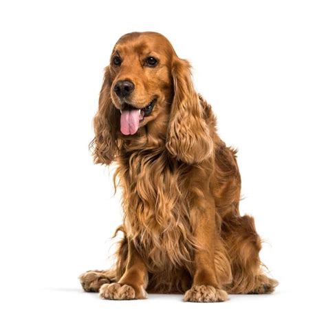 English Cocker Spaniel Dog Breed Complete Guide | AZ Animals