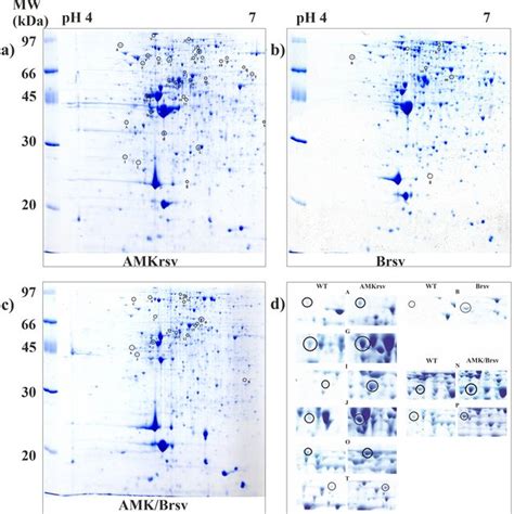 The intensity of P. mirabilis biofilms after 24-h amikacin and/or ...