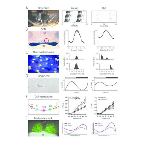 The circadian clock in mammals.a | A hierarchical organization of the ...