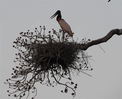 Birds of the Pantanal - Chile to Mexico