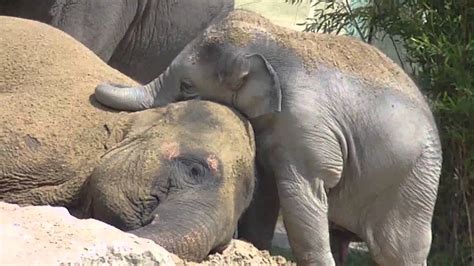 Cute Baby Elephant Ludwig cuddling with his mother Temi - Baby Elefant ...