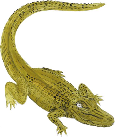 Free Crocodile Transparent, Download Free Crocodile Transparent png images, Free ClipArts on ...