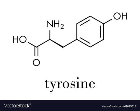 Tyrosine l-tyrosine tyr y amino acid molecule Vector Image