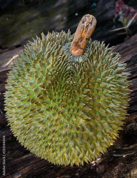 Durian is a fruit that is known as the king of fruits. The durian fruit is large and spiky ...