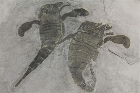 Double Eurypterus (Sea Scorpion) Plate - New York (#173029) For Sale - FossilEra.com