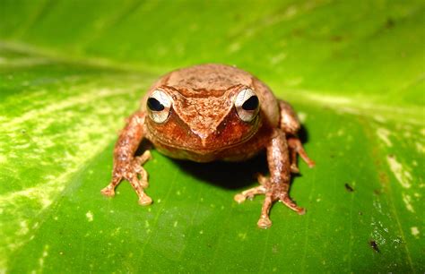 Coquí fossil from Puerto Rico takes title of oldest Caribbean frog – Research News