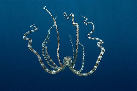 Amazing Mimic Octopus | Amazing Creatures