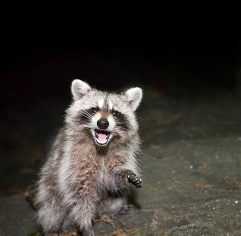 How to Tell if a Raccoon Has Rabies? - Wildlifeshield.ca