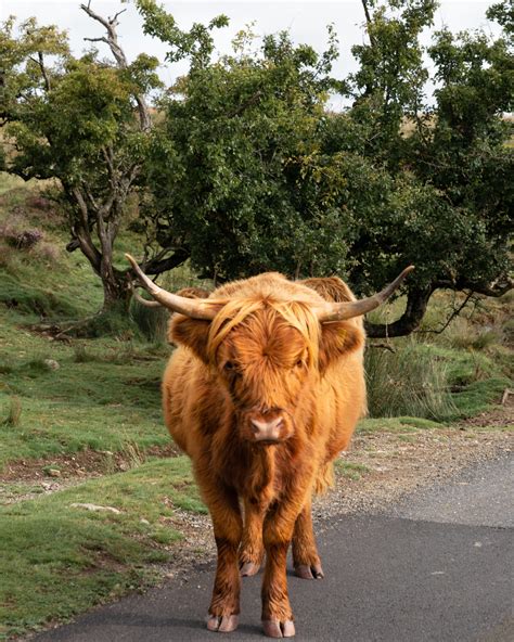 Visit Dartmoor: The Best Things to do in Dartmoor National Park - American and the Brit - Travel ...