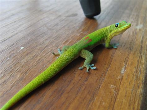 Clever gecko makes 'bazillion' prank calls from animal hospital