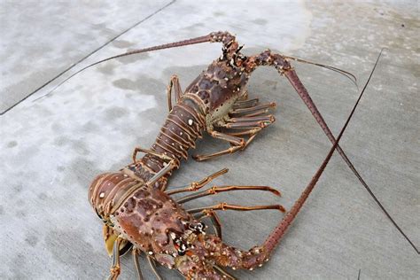 Key West Spiny Lobster Mini Season | Harvesting Nature