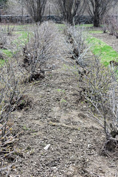 Moving My Gooseberry Bushes - The Martha Stewart Blog