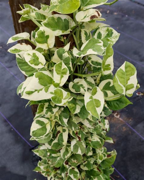 Epipremnum aureum 'Pearls & Jade', Pothos Vine | PlantVine