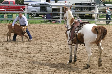 Calf Roping ⋆ RSPCA Tasmania - Prevent Animal Cruelty | Educate & Advocate