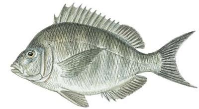 Fish Identification: Scup (Stenotomus chrysops)