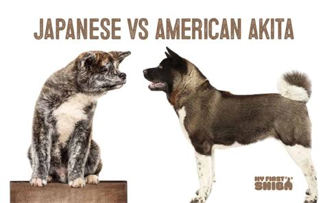 Japanese Akita Inu Vs. American Akita - My First Shiba Inu