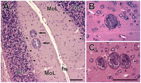 Toxoplasma gondii cysts in the brains of chronically infected CD1... | Download Scientific Diagram