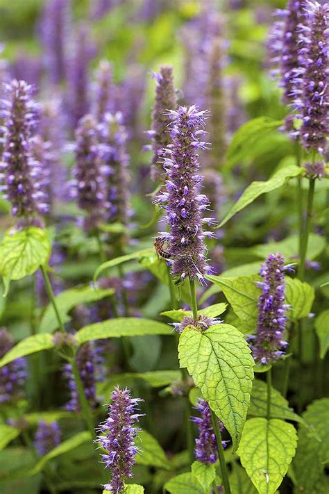 How to Grow and Care for Anise Hyssop Flowers | Gardener's Path