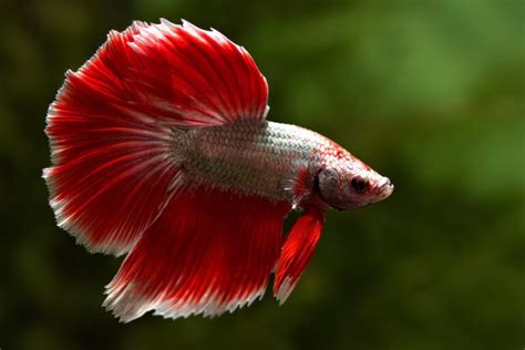 Common Betta Fish Diseases -With Treatments for a Sick Betta