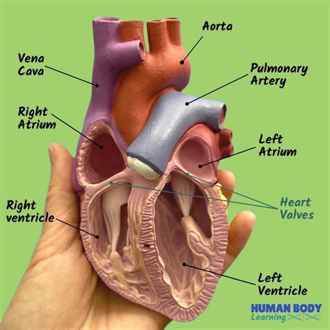 Fun Facts About the Heart for Kids (2024)🫀 Human Body Learning