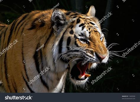 Tiger Roar Stock Photo 11605930 | Shutterstock