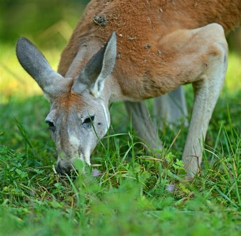 Kangaroo Feeding - Kangaroo Facts and Information