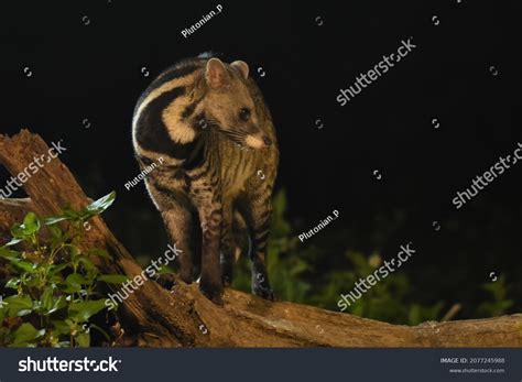 166 Indian Civet Images, Stock Photos & Vectors | Shutterstock