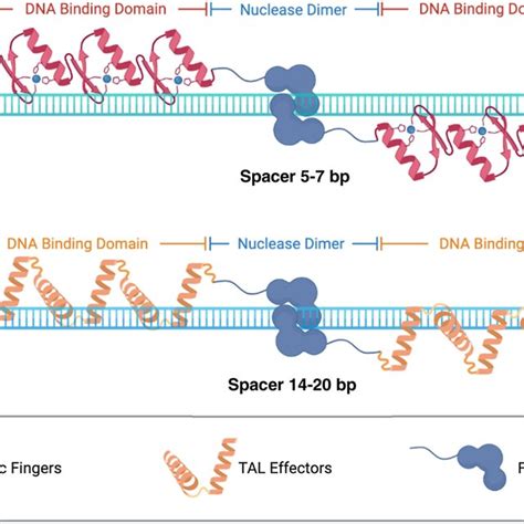 Customized nucleases. a Zinc-finger nuclease and its action on the DNA ...