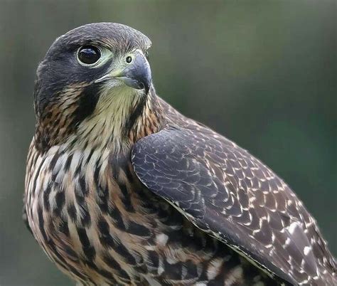 New Zealand Falcon, shares a lot of characteristics with the ... New ...