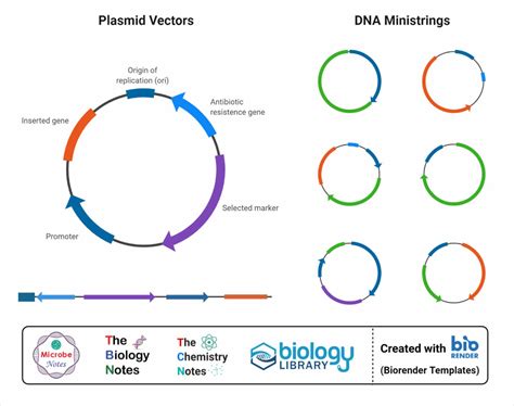 Dna Cloning Research Examples