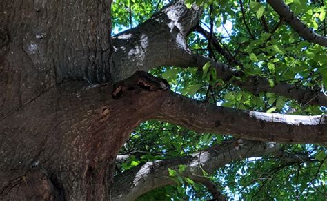 Tree Bark Canker Disease Identification, Treatment, and Prevention ...