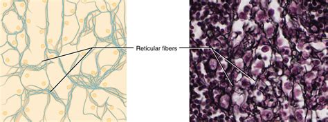 the left and right side of an animal cell