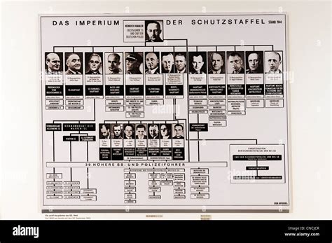 A family tree of the SS command structure with Heinrich Himmler at the ...