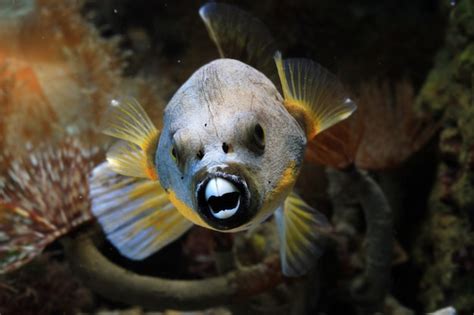 Premium Photo | Closeup face puffer fish front view