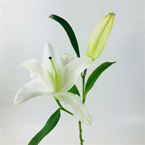 LILY ORIENTAL WHITE 2 BLOOM - Wholesale Bulk Flowers - Cascade Floral