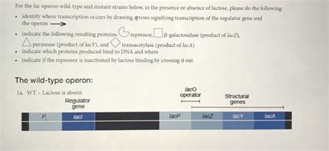 Solved For the lac operon wild-type and identify where | Chegg.com