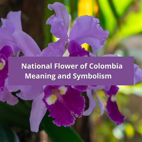 What is the national flower of Colombia, Meaning and Symbolism