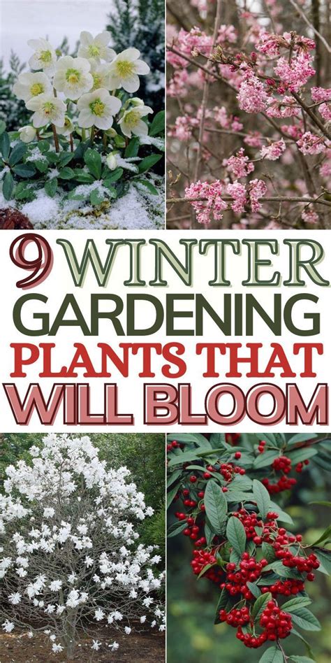 winter garden plants zone 7 - Yards Out Cyberzine Slideshow