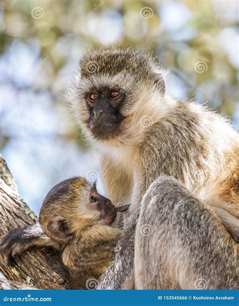 Vervet Monkey Female with a Cub Stock Photo - Image of grass, nature: 153545666