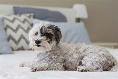 25 Best Dog Breeds for Small Apartments (And Urban City Living)