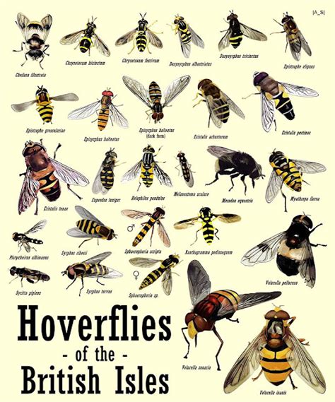 Non-Stop Birding: Hoverflies of the British Isles