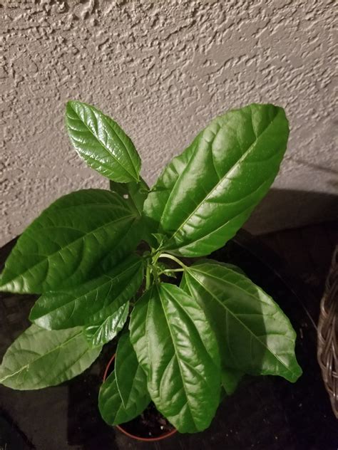 Pimento pepper plant | Etsy | Pepper plants, Hot peppers plants, Plants