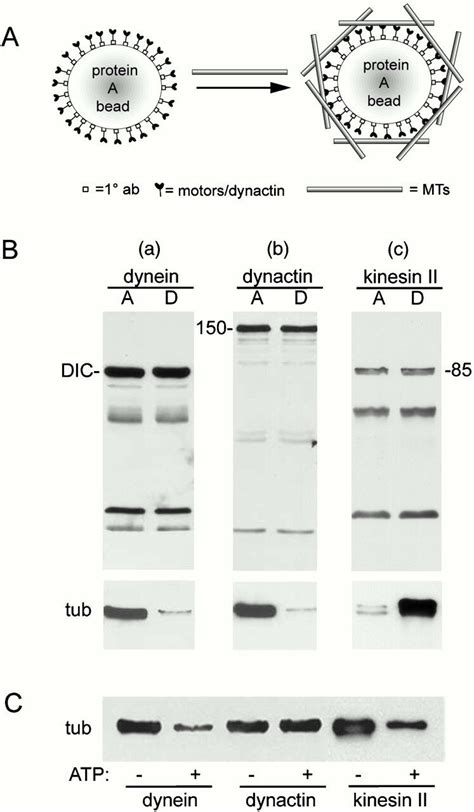 Microtubule capture by immobilized dynein, dynactin, and kinesin II... | Download Scientific Diagram