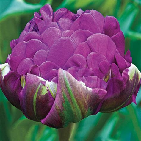 Negrita Double Tulip | Brecks Premium Bulbs