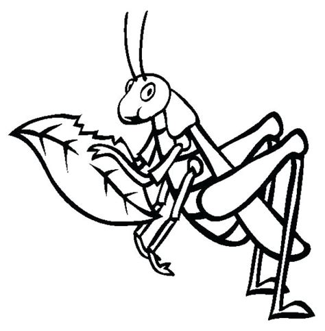 Grasshopper Line Drawing at GetDrawings | Free download